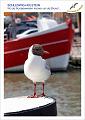 2225 Schleswig-Holstein   hoch  Möwe mit Kutter.